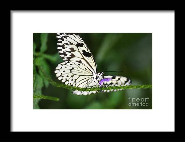 Butterflies On Flower Framed Print featuring the photograph Mr. B by Mary Lou Chmura