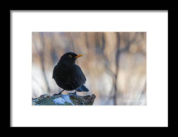Mr Blackbird And The Peanuts Framed Print featuring the photograph Mr Blackbird and the Peanuts by Torbjorn Swenelius