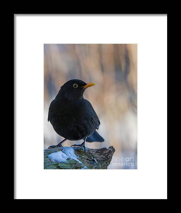 Mr Blackbird And The Peanuts Framed Print featuring the photograph Mr Blackbird and the Peanuts v by Torbjorn Swenelius