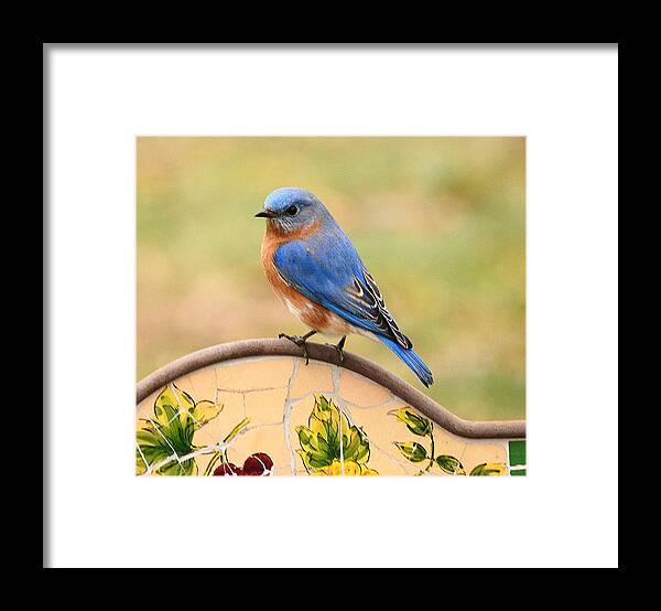 Bluebird Framed Print featuring the photograph Mr. Bluebird by Judy Genovese