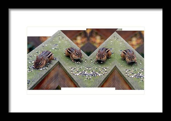 Chipmunk Framed Print featuring the photograph Mr. Chips Photo Shoot by Andrea Lazar