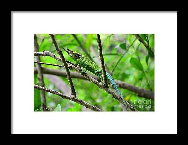 Jackson Framed Print featuring the photograph Mr Jackson by Joanne West