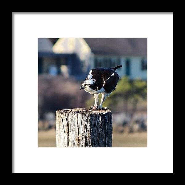 Ig_naturesbest Framed Print featuring the photograph Mr. Osprey, At Wellfleet Harbor #osprey by Amy Coomber Eberhardt