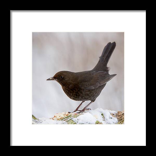 Mrs Blackbird And Peanuts Framed Print featuring the photograph Mrs Blackbird and the peanuts by Torbjorn Swenelius