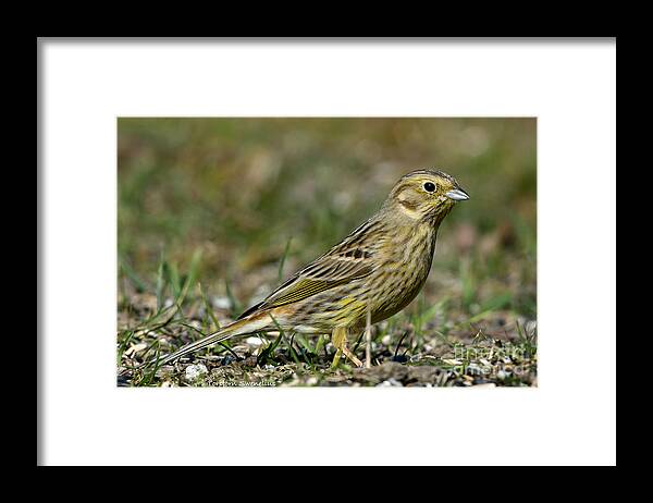 Mrs Yellowhammer Framed Print featuring the photograph Mrs Yellowhammer by Torbjorn Swenelius