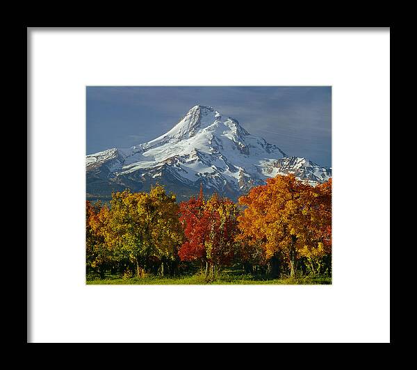 Autumn Colors Framed Print featuring the photograph 1M5117-Mt. Hood in Autumn by Ed Cooper Photography