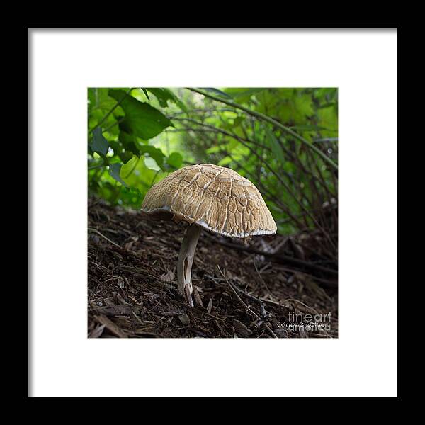 Toadstool Framed Print featuring the photograph Mulch Resident by Barbara McMahon