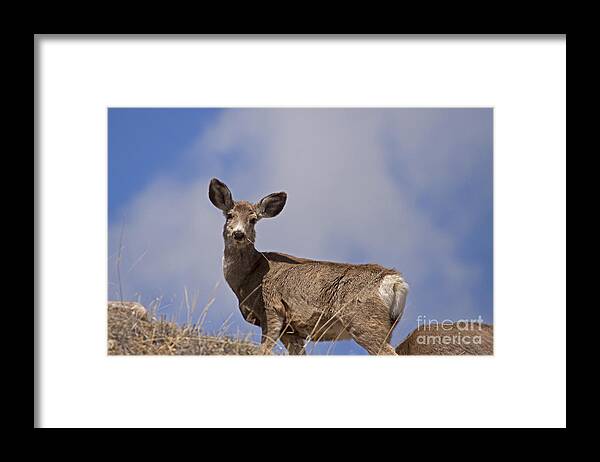 Deer Framed Print featuring the photograph Mule Deer  #0722 by J L Woody Wooden