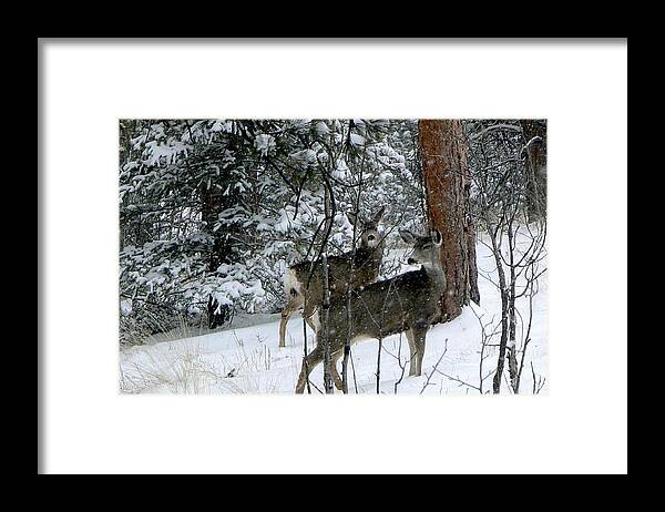 Colorado Framed Print featuring the photograph Mule Deer Does in a Snowfall by Marilyn Burton