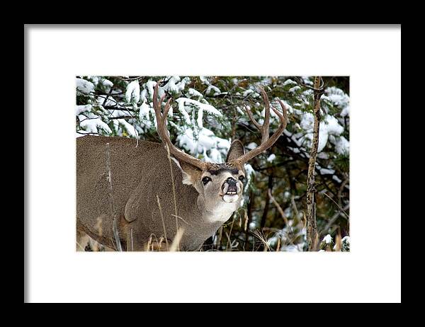 Mule Deer Framed Print featuring the photograph Mule Deer - Flehmen Response by Marilyn Burton