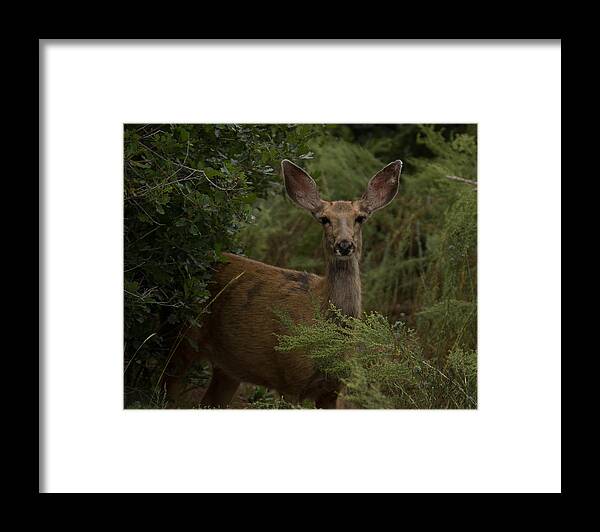 Deer Framed Print featuring the photograph Mule Deer On Alert 2 by Ernest Echols