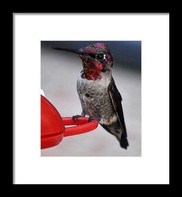 Hummingbird Framed Print featuring the photograph Multi Colored Hummingbird Male Anna by Jay Milo