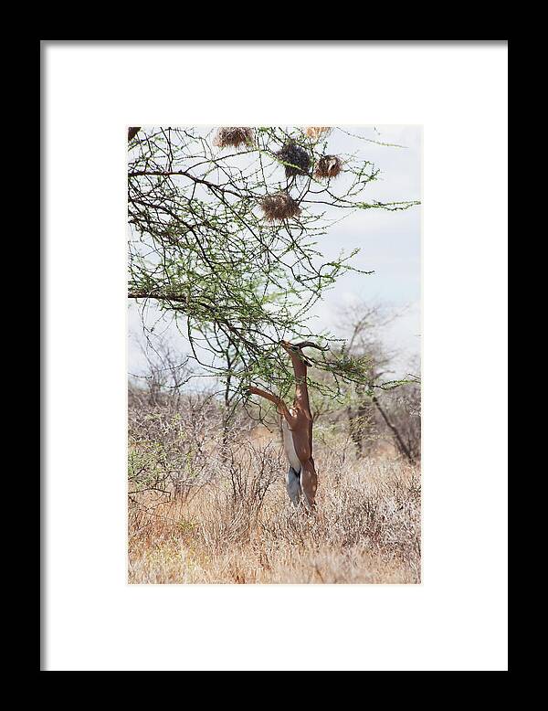 Kenya Framed Print featuring the photograph Multiple Nests In A Tree With A Gazelle by Diane Levit / Design Pics