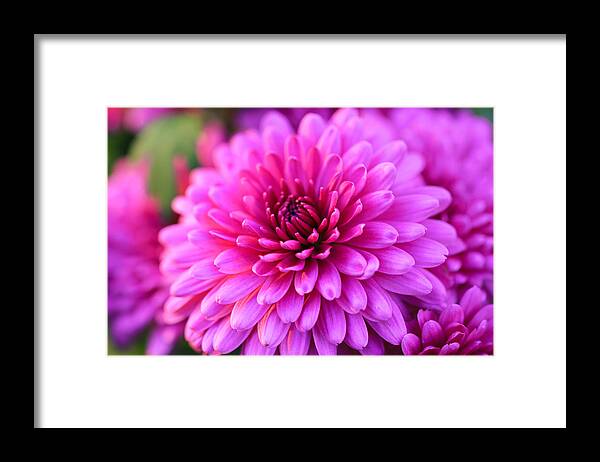 Mums The Word Framed Print featuring the photograph Mums the Word by Rachel Cohen