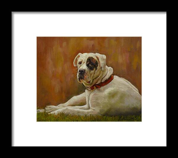 American Bulldog Framed Print featuring the painting Munson an American Bull Dog by Nora Sallows