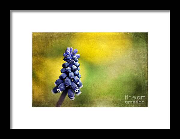 Texture Framed Print featuring the photograph Muscari by Darren Fisher