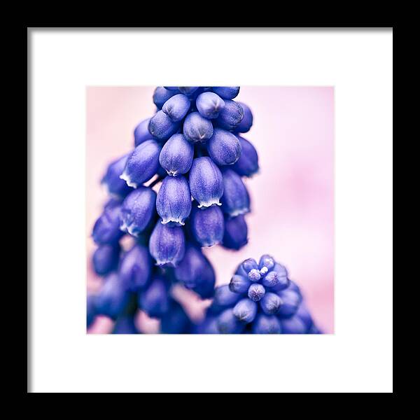 Muscari Framed Print featuring the photograph Muscari by Dave Bowman
