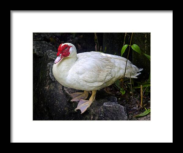 Cairina Moschata Framed Print featuring the photograph White Muscovy Duck by Venetia Featherstone-Witty