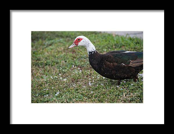 Animals Framed Print featuring the digital art Muscovy Ducks by Carol Ailles