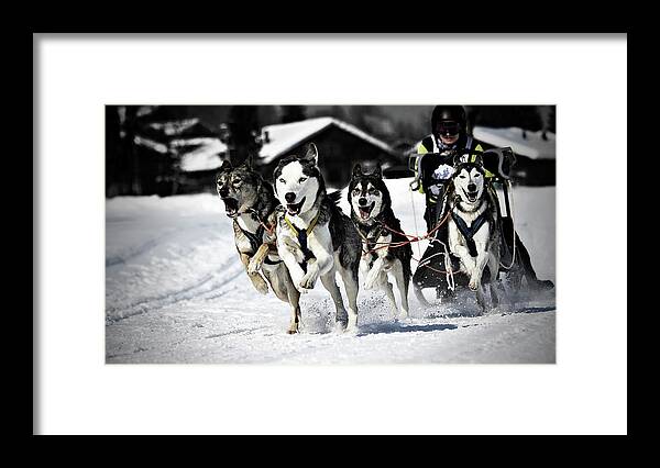 Working Animal Framed Print featuring the photograph Mushing by Daniel Wildi Photography