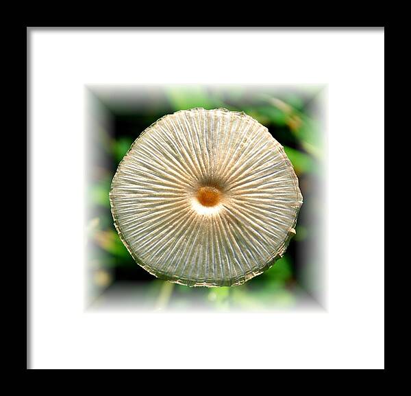 Mushroom Framed Print featuring the photograph Mushrise by Barry Bohn
