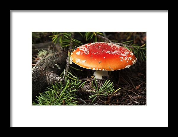 Fly Framed Print featuring the photograph Mushroom 1 by Marilyn Hunt
