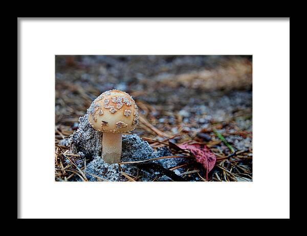Mushroom Framed Print featuring the photograph Mushroom 2 by Beth Venner