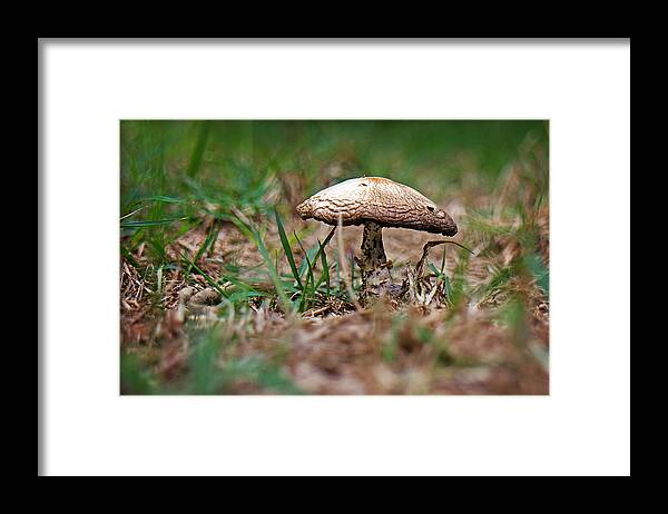 Mushroom Framed Print featuring the photograph Mushroom by Joe Myeress