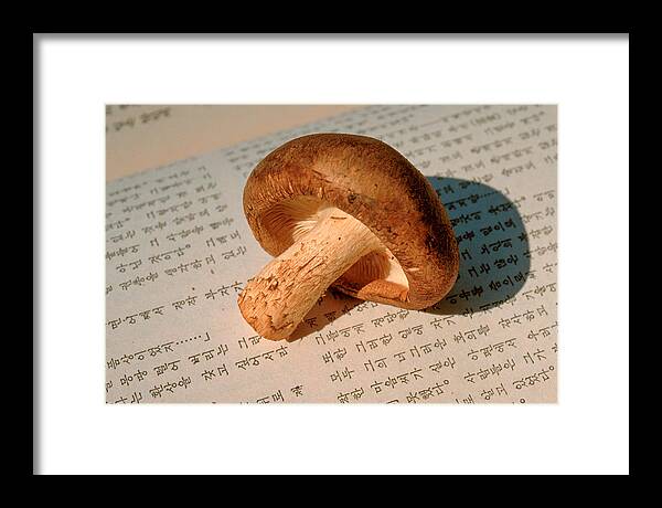 Mushrooms Framed Print featuring the photograph Mushroom by Matthew Pace