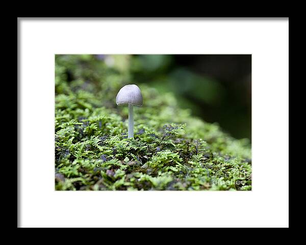 Ridgeway Framed Print featuring the photograph Mushroom by Steven Ralser