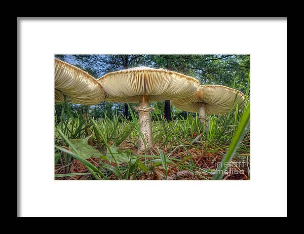Mushroom Framed Print featuring the photograph Mushroom Trio by Martin Konopacki
