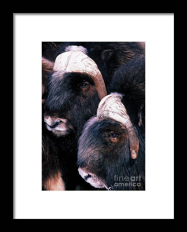 Musk Oxen Framed Print featuring the photograph Musk Oxen by Art Wolfe