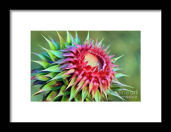Plant Framed Print featuring the photograph Musk Thistle by Teresa Zieba
