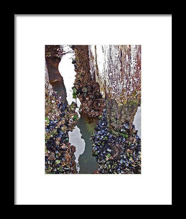 Mussels Framed Print featuring the photograph Mussels on Pier by Jennifer Robin