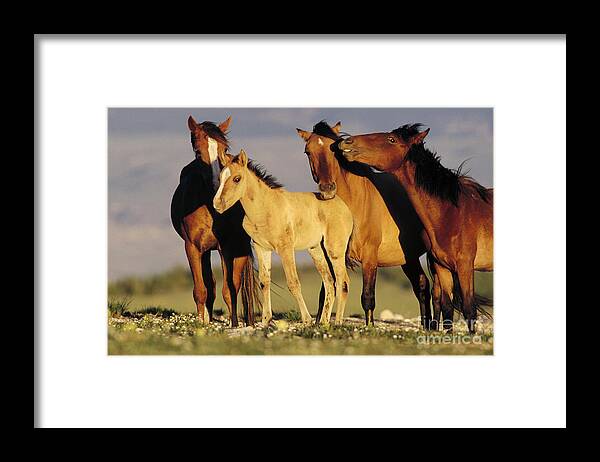 00340031 Framed Print featuring the photograph Mustang Family Band Montana by Yva Momatiuk John Eastcott