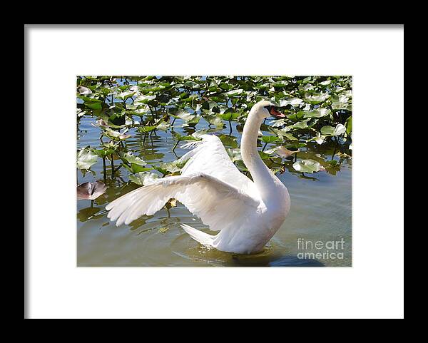Swan Framed Print featuring the photograph Mute Swan Wings by Carol Groenen