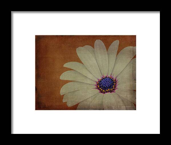 Daisy Framed Print featuring the photograph My Beautiful Daisy by Marco Oliveira