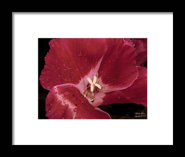 Red Framed Print featuring the photograph My Beauty by Michele Penn