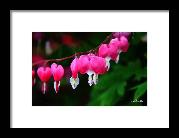 Flower Framed Print featuring the photograph My Bleeding Heart by Davandra Cribbie