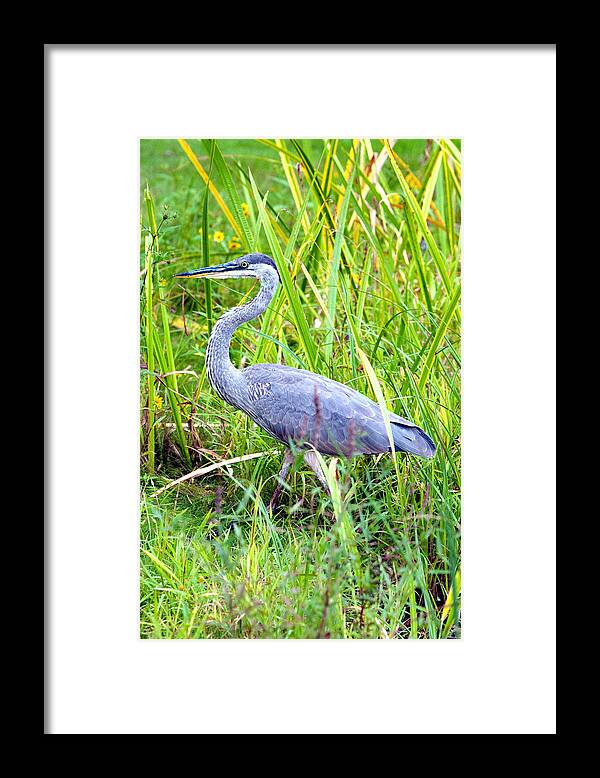 Bird Framed Print featuring the photograph My Blue Heron by Greg Fortier