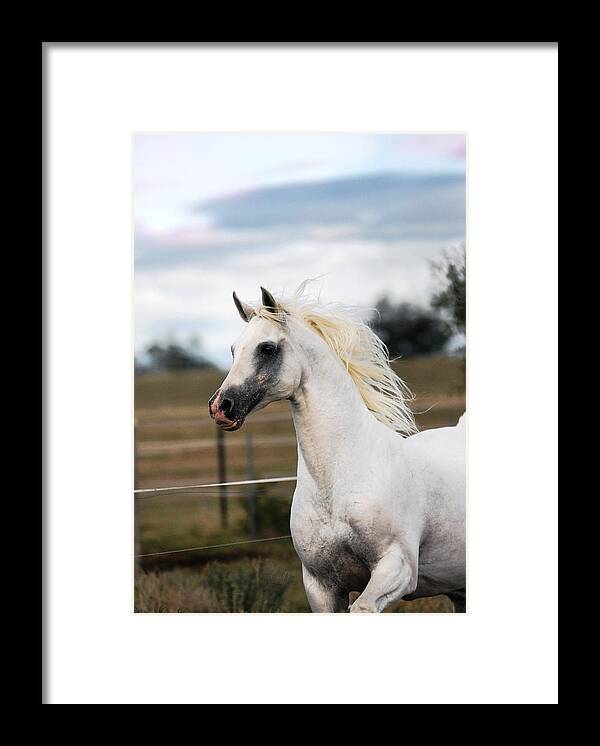Stallion Framed Print featuring the digital art My Boy by Janice OConnor