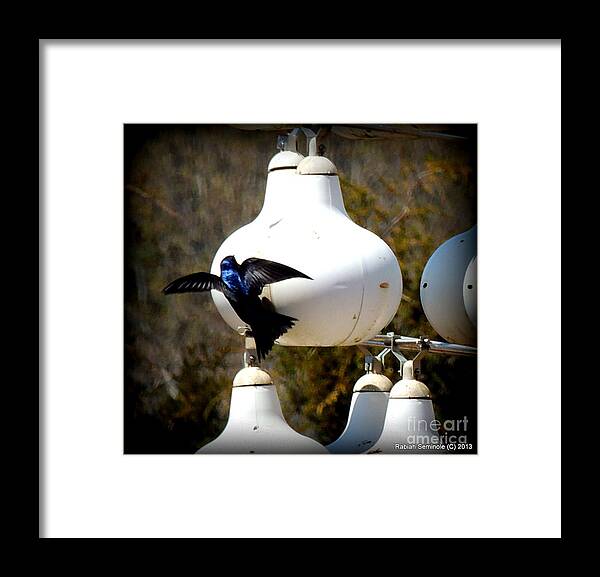 Purple Martins Framed Print featuring the photograph My Favorite Martins by Rabiah Seminole