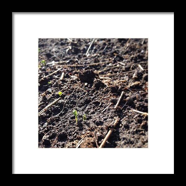 Gardening Framed Print featuring the photograph Sprout by Sarah Mathews