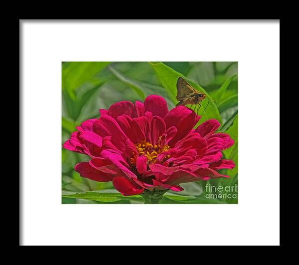 Zinnia Framed Print featuring the photograph My Flower by Elizabeth Winter