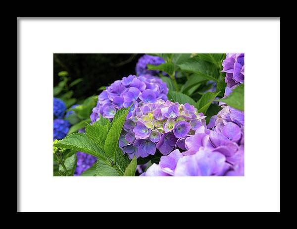 My Framed Print featuring the photograph My Garden Blooms by Stede Bonnett