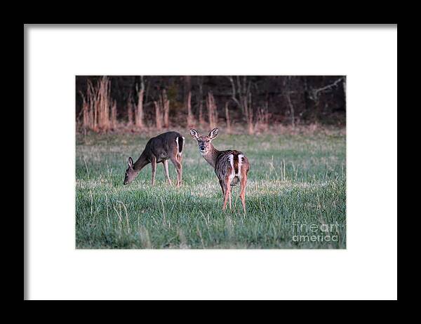 Animal Framed Print featuring the photograph My Good Side by Jai Johnson