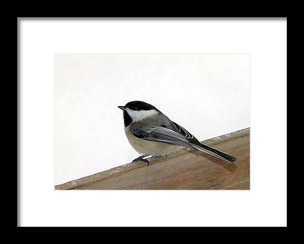 Brid Photography Framed Print featuring the photograph My Little Chickadee by Andrea Lazar