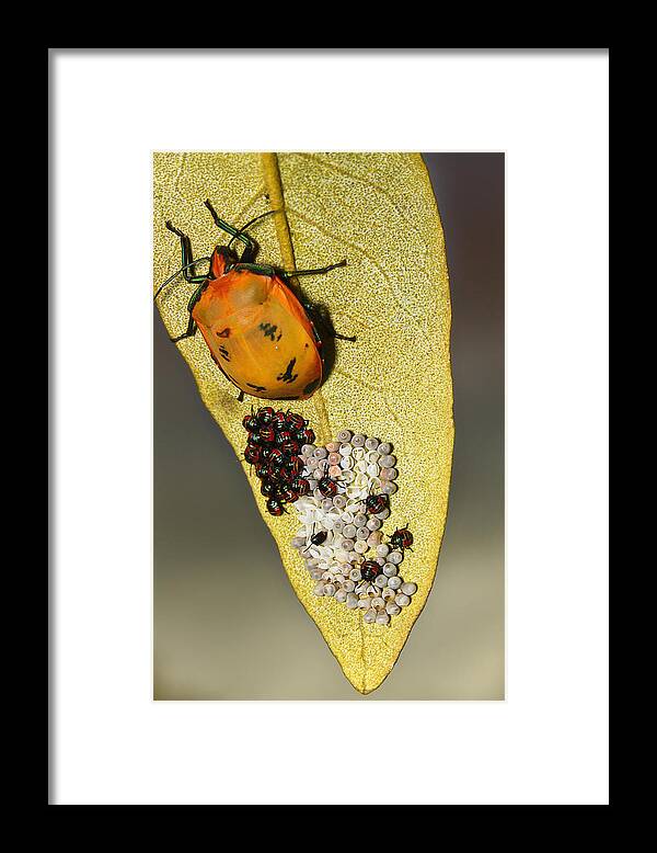 Stink Bug Framed Print featuring the photograph My little family 01 by Kevin Chippindall