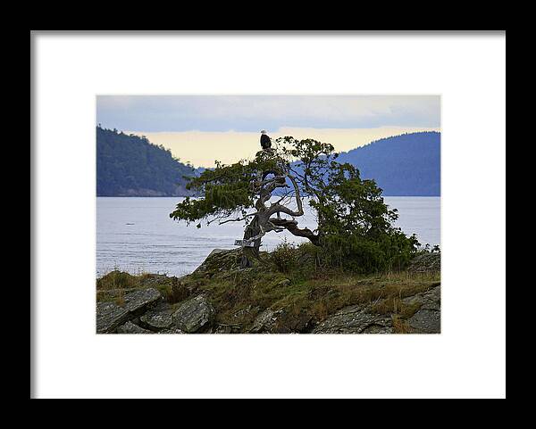 Eagle Framed Print featuring the photograph My Private Tree by Richard Stedman