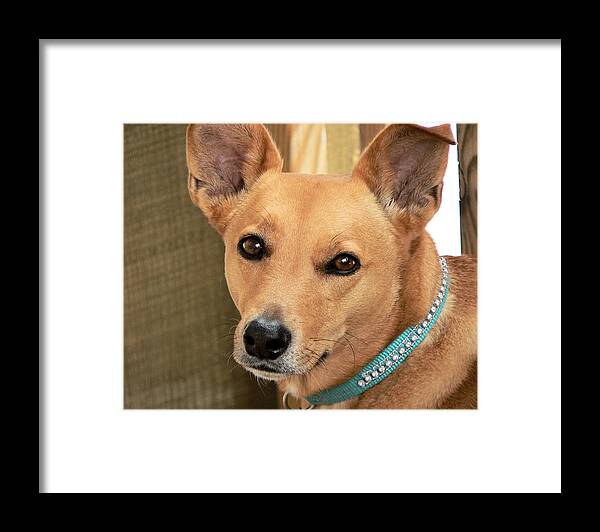 Dog-cookie One Framed Print featuring the photograph Dog - Cookie One by Kathy K McClellan